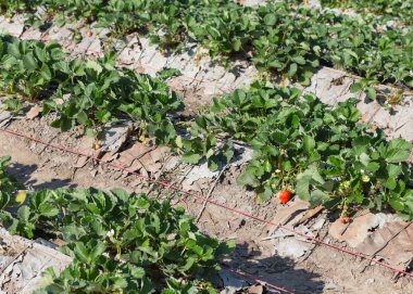 tarım alanı plantasyon içinde çilek meyve