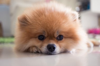 Pomeranian köpek sevimli hayvanlar içinde ev