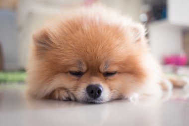 Pomeranian köpek sevimli hayvanlar içinde ev