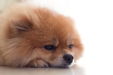 Pomeranian köpek sevimli hayvanlar içinde ev