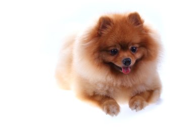 Kahverengi Pomeranya köpeği beyaz arkaplanda izole edilmiş
