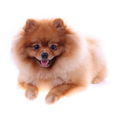 Kahverengi Pomeranya köpeği beyaz arkaplanda izole edilmiş