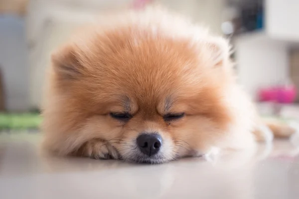 Немецкая собака симпатичная домашняя питомица — стоковое фото