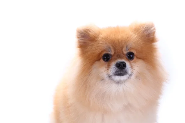 Hnědý pomeranian pes izolovaný na bílém pozadí — Stock fotografie