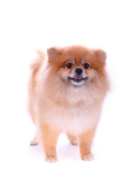 Kahverengi Pomeranya köpeği beyaz arkaplanda izole edilmiş