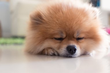 Pomeranian köpek sevimli hayvanlar içinde ev