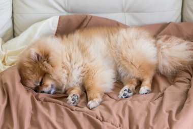 evde yatakta uyuyan sevimli evde beslenen hayvan içinde ev, pomeranian köpek