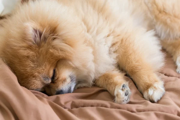 かわいいペット ハウス、ポメラニアンの犬を自宅のベッドで寝ています。 — ストック写真