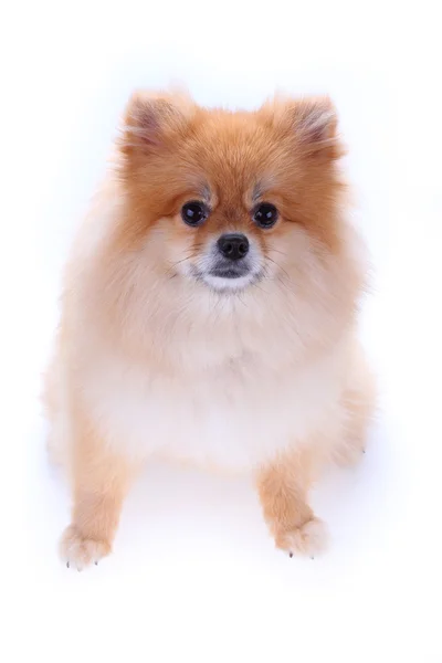 Brown pomeranian cão isolado no fundo branco, animal de estimação bonito — Fotografia de Stock