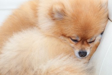 Beyaz deri koltukta uyuyan Pomeranian köpek sevimli hayvanlar