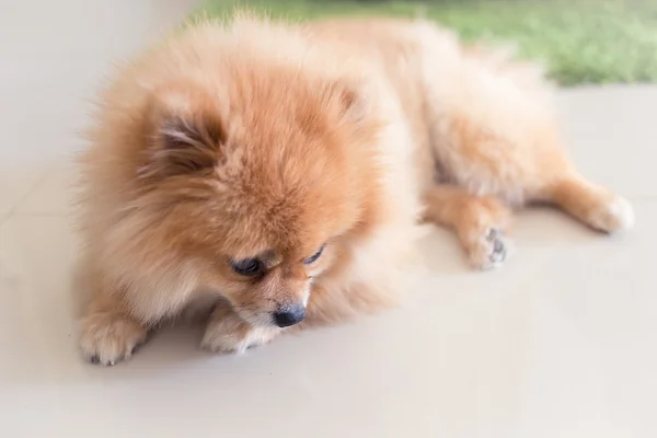 Pomerániai kutya aranyos háziállat, otthon — Stock Fotó