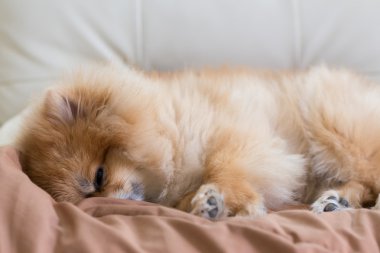 evde yatakta uyuyan sevimli evde beslenen hayvan içinde ev, pomeranian köpek