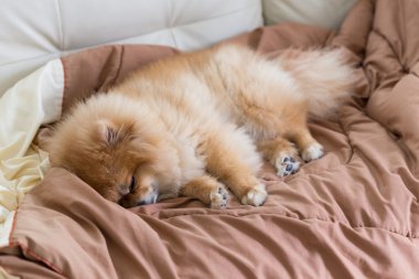 evde yatakta uyuyan sevimli evde beslenen hayvan içinde ev, pomeranian köpek
