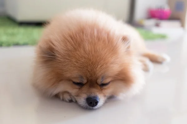 Pomeranian cão bonito animais de estimação em casa — Fotografia de Stock