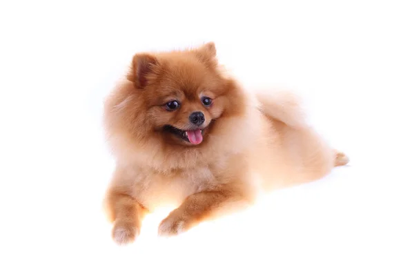 Brun pommerska hund isolerad på vit bakgrund — Stockfoto