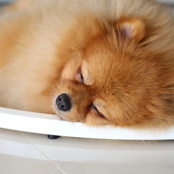 ポメラニアン犬の家で眠っているかわいいペット — ストック写真