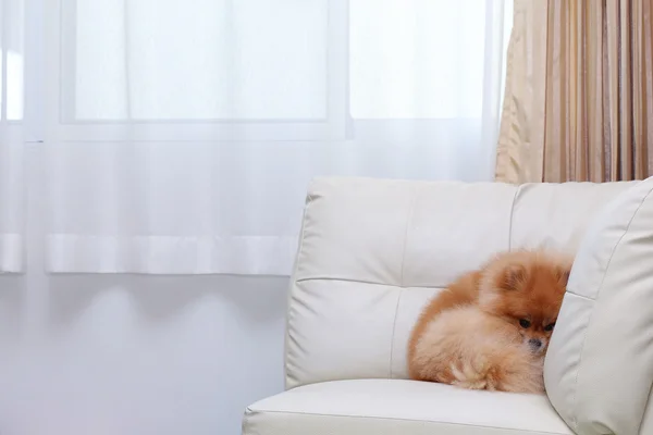 Pomeranian cão bonito animais de estimação dormindo no sofá de couro branco — Fotografia de Stock