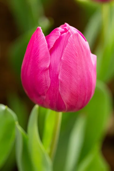 Tulipany kolorowy kwiat kwitnący ogród kwiatowy — Zdjęcie stockowe