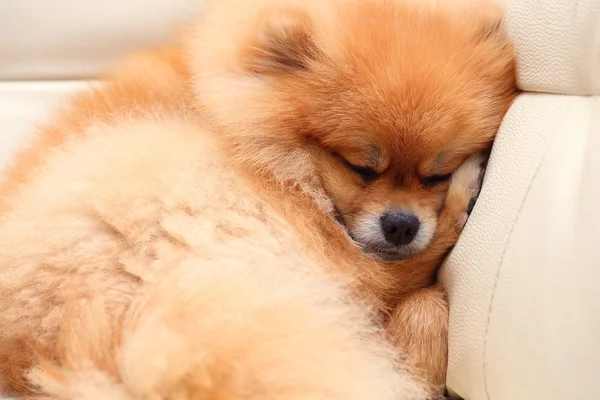 Pomeranian cão bonito animais de estimação dormindo no sofá de couro branco — Fotografia de Stock