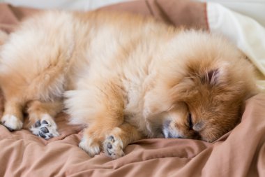 evde yatakta uyuyan sevimli evde beslenen hayvan içinde ev, pomeranian köpek