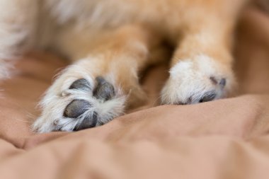 görüntüyü, ayak pomeranian köpek detayını kapatın