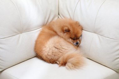 Beyaz deri koltukta uyuyan Pomeranian köpek sevimli hayvanlar