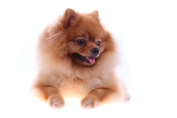 Brun pomeranian hund isolerad på vit bakgrund, söta husdjur — Stockfoto