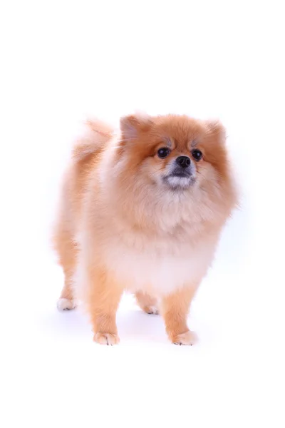 棕色的博美犬狗隔离在白色的背景下，可爱的宠物 — 图库照片
