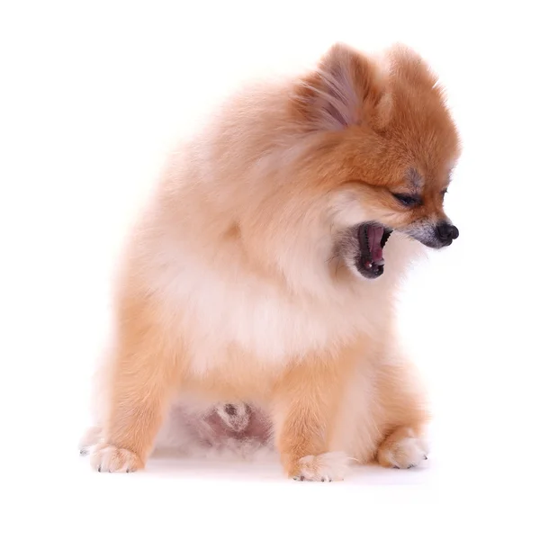 Brown pomeranian dog isolated on white background, cute pet — Stock Photo, Image