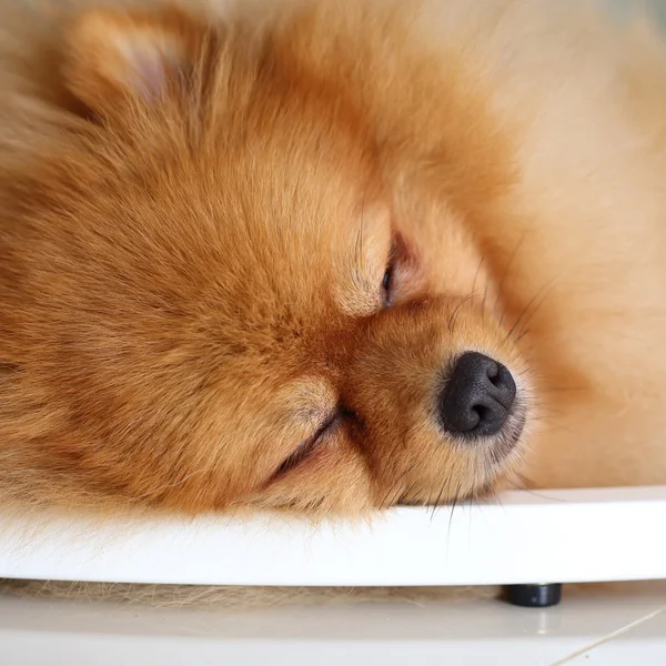ポメラニアン犬の家で眠っているかわいいペット — ストック写真