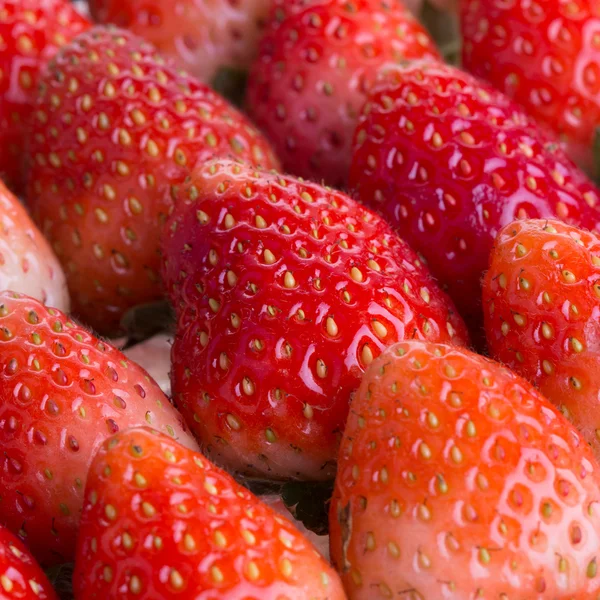 Strawberry fresh fruits — Stock Photo, Image