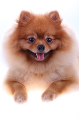 kahverengi Pomeranya köpeği beyaz zemin üzerine sevimli hayvan izole.