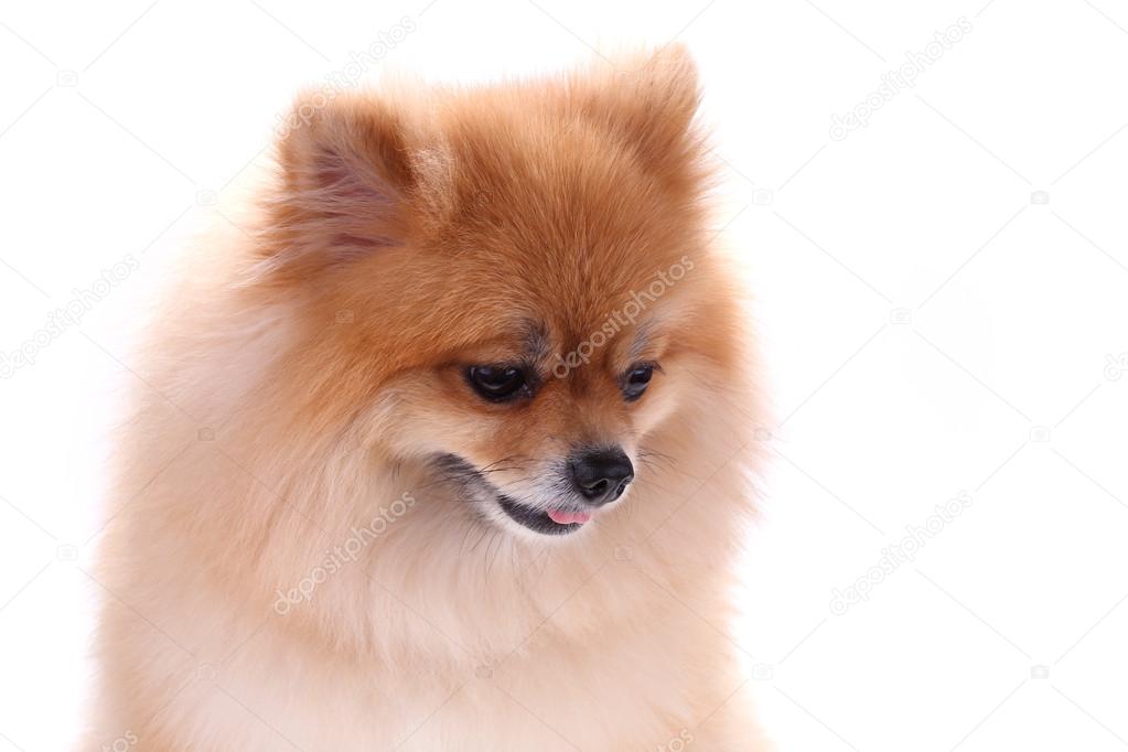 Brown pomeranian dog isolated on white background, cute pet