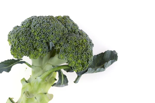 Green broccoli vegetable isolated — Stock Photo, Image