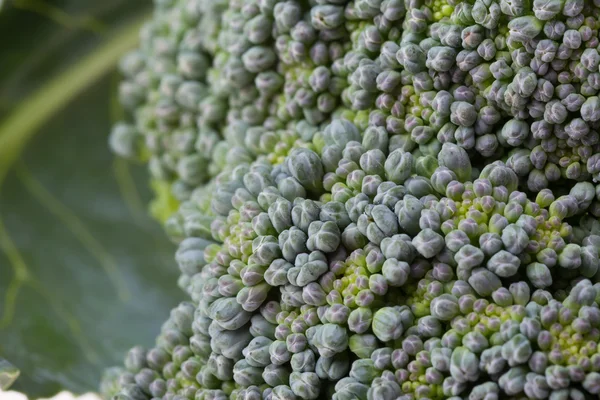 Brócoli verde vegetal orgánico, imagen de cerca — Foto de Stock