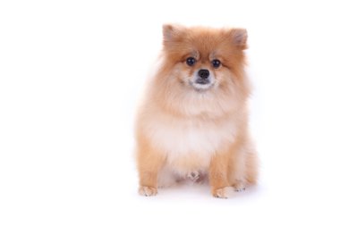 kahverengi Pomeranya köpeği beyaz zemin üzerine sevimli hayvan izole.