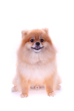 kahverengi Pomeranya köpeği beyaz zemin üzerine sevimli hayvan izole.