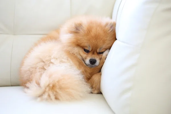 Chien poméranien animaux mignons dormant sur canapé en cuir blanc — Photo