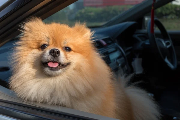 博美犬狗可爱的宠物在车里 — 图库照片