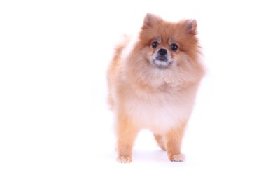 kahverengi Pomeranya köpeği beyaz zemin üzerine sevimli hayvan izole.