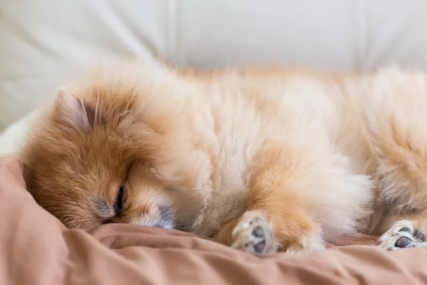 Mignon animal de compagnie dans la maison, chien poméranien dormir sur le lit à la maison — Photo