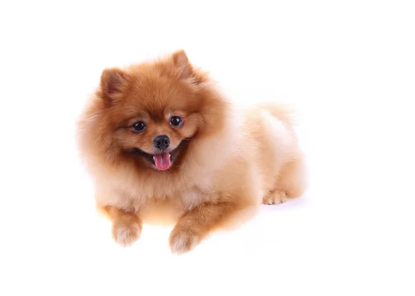 Brun pomeranian hund isolerad på vit bakgrund, söta husdjur — Stockfoto