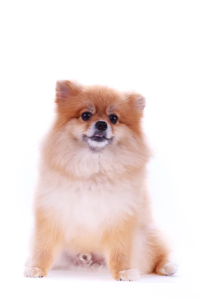 Brown pomeranian cão isolado no fundo branco, animal de estimação bonito — Fotografia de Stock