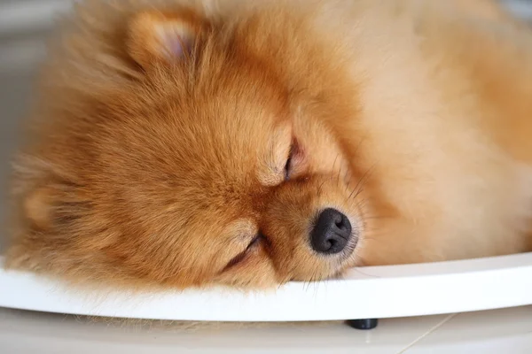 Chien poméranien animaux mignons dormir dans la maison — Photo