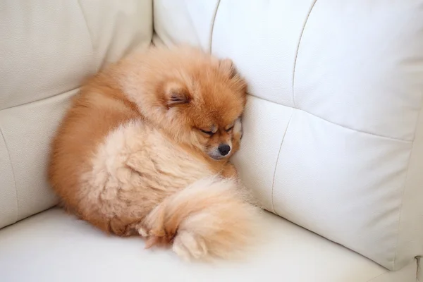 Pomerániai kutya aranyos háziállat, alszik a fehér bőr kanapé megvalósí — Stock Fotó