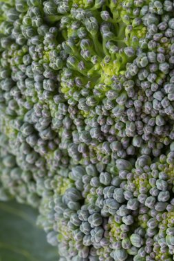 Yeşil brokoli organik sebze, görüntü yakından