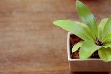 küçük ağaç pot bitki üzerinde ahşap masa dekore edilmiştir.