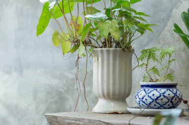 küçük ağaç pot bitki üzerinde ahşap masa dekore edilmiştir.