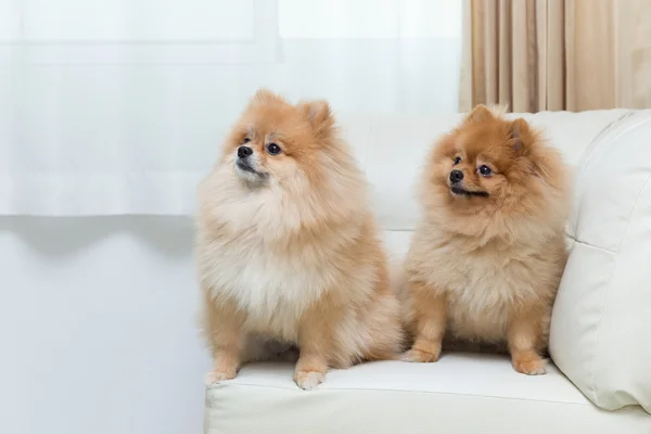 Cachorro pomeranian perro lindo mascotas sentado en blanco sofá muebles —  Fotos de Stock