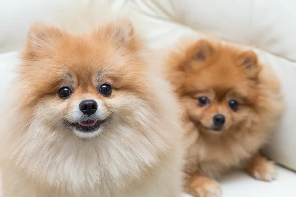 Cachorro pomeranian perro lindo mascotas sentado en blanco sofá muebles — Foto de Stock